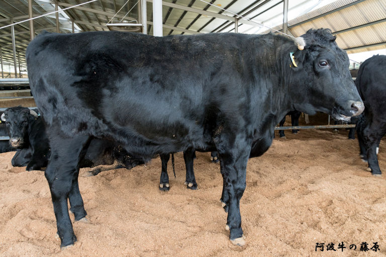 徳島のブランド牛「阿波黒牛(あわくろうし)」とは？